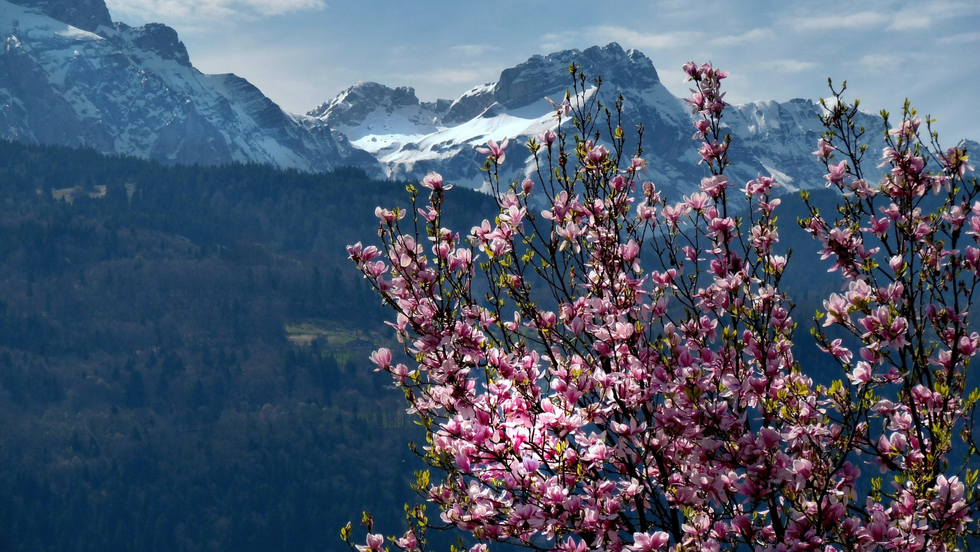 Télécharger Photos Un Début De Printemps Gratuitement tout La Nature En Printemps 