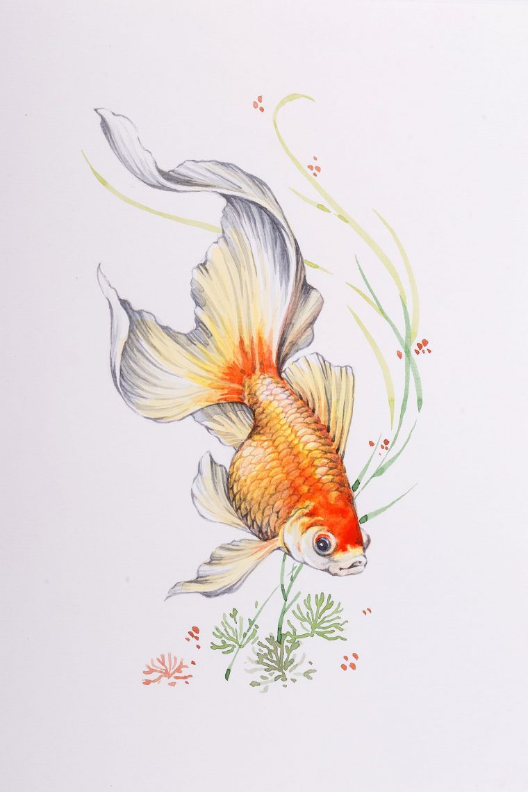 Tendances Pour Poisson Rouge Dessin Realiste – Random Spirit destiné Dessins Poissons Stylisés