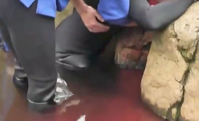 This Scary Shark Attack Was Caught On Tape, Even The Gory encequiconcerne Catch Attak