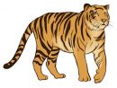 Tiger Drawing, Tiger, Animal Drawings encequiconcerne Comment Dessiner Un Bébé Tigre