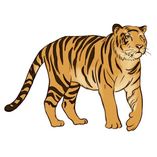 Tiger Drawing, Tiger, Animal Drawings encequiconcerne Comment Dessiner Un Bébé Tigre