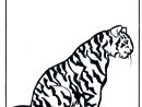 Tigre 2 - Coloriages Chats destiné Coloriage Tigre