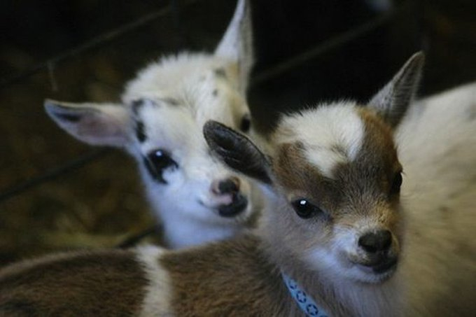 Top 10 Des Bébés Chèvres Les Plus Adorables - Yummypets à Le Cri De La Chèvre