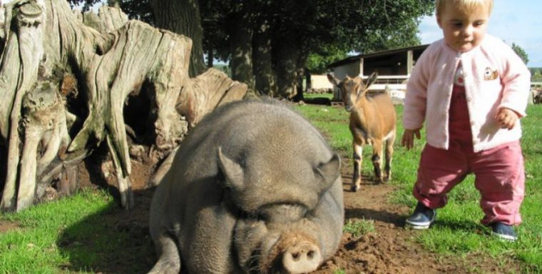 Top Des Fermes Pédagogiques Dans Le Morbihan À Visiter En pour Le Cri De La Chèvre