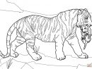 Top36+ Coloriage Tigre Images - Basisbeweging serapportantà Tigre Coloriage