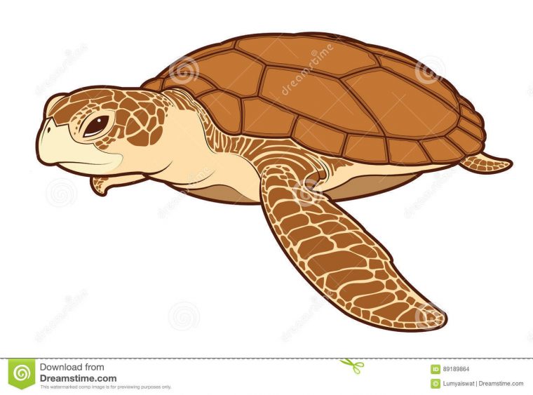 Tortue De Mer Dessin En Couleur – Choix De Couleur à Tortue Dessin Couleur