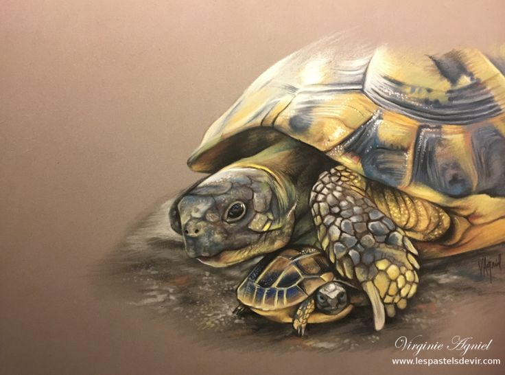 Tortue Herman  Dessin De Tortue, Dessin Groot, Art Des dedans Dessin D Une Tortue 