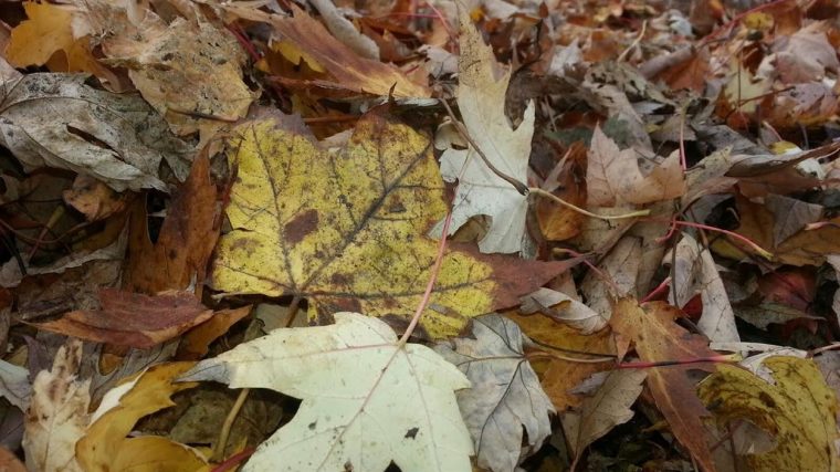 Trois-Rivières Veut Composter Ses Feuilles Mortes  Radio destiné Image Feuille Morte