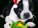 Tube Chien De Noel - Christmas Puppy - Clic Sur L Image encequiconcerne Image De Noel Animaux
