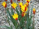 Tulipe : Planter Et Cultiver - Ooreka encequiconcerne Planter Les Tulipes