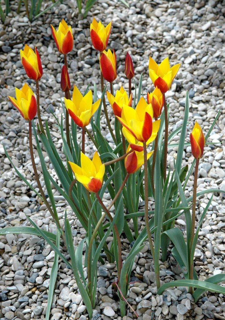 Tulipe : Planter Et Cultiver - Ooreka encequiconcerne Planter Les Tulipes 