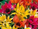Tulipes Botaniques Mélange Miracle, Tulipes Meilland destiné Planter Les Tulipes