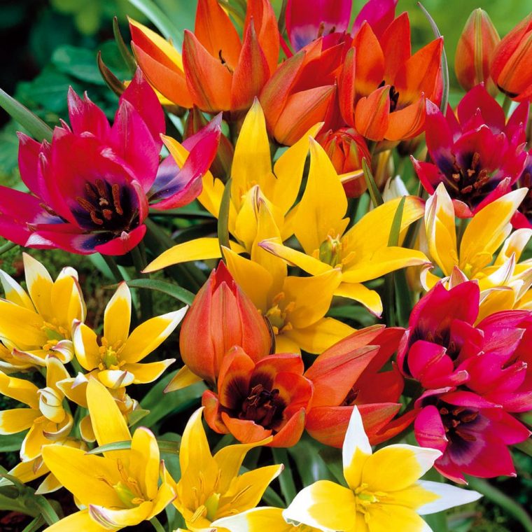 Tulipes Botaniques Mélange Miracle, Tulipes Meilland destiné Planter Les Tulipes