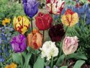 Tulipes Perroquet En Mélange, Tulipes — Meilland Richardier destiné Planter Les Tulipes