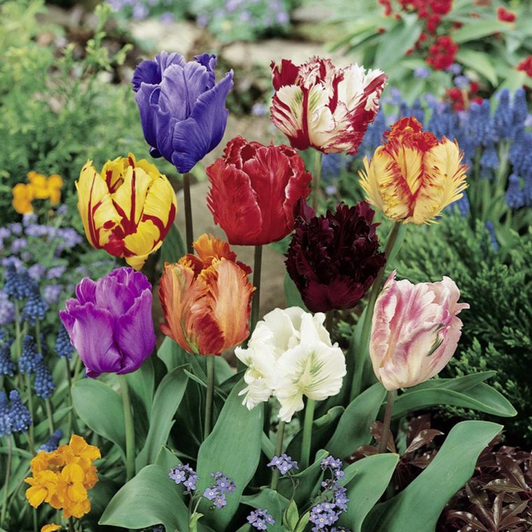 Tulipes Perroquet En Mélange, Tulipes — Meilland Richardier destiné Planter Les Tulipes