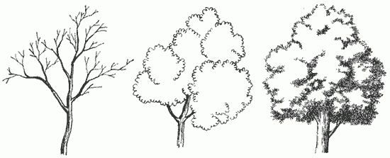 Tuto Dessin Arbre concernant Apprendre A Dessiner Des Arbres 