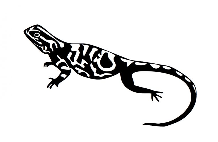 Uages Lézard – Modele & Dessins – Votre Prénom Écrit encequiconcerne Dessin De Lezard