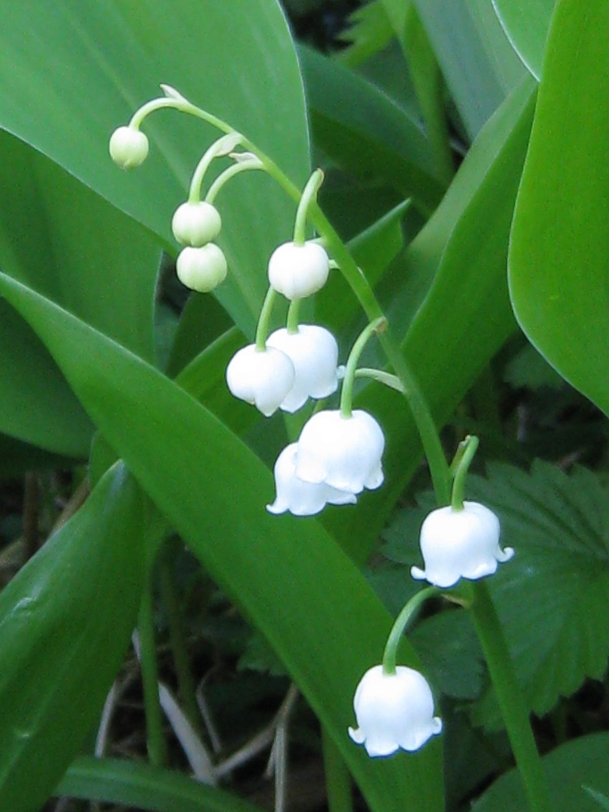 Un Brin De Muguet concernant Fleurs De Muguet A Imprimer