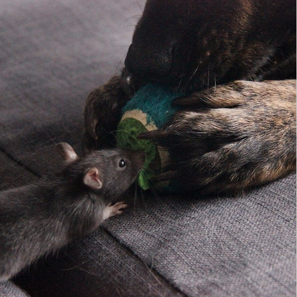 Un Chien Et Un Rat Deviennent Amis Et Font Craquer Les serapportantà Cri Du Rat 