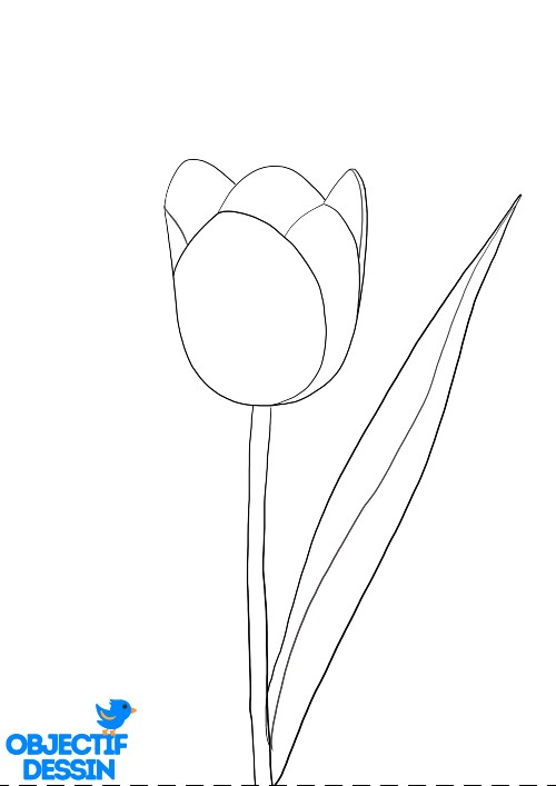 Un Dessin De Tulipe (Facile) - Objectif Dessin à Dessiner Une Tulipe 