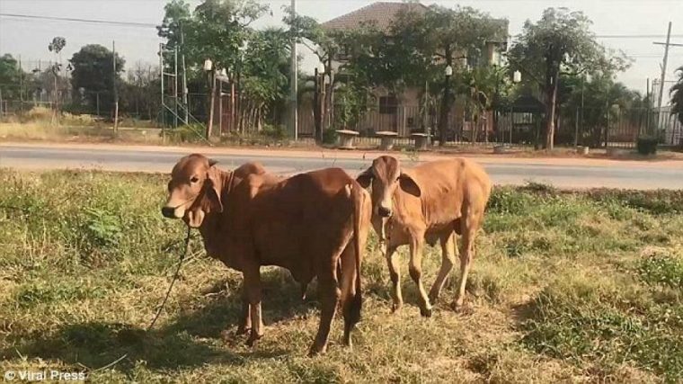 Un Homme Arrêté Alors Qu'Il Est En Train De Violer Une destiné Cri De La Vache