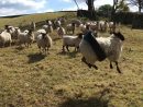 Un Mouton Fait De La Balançoire Dans Un Pneu intérieur Mouton Cri