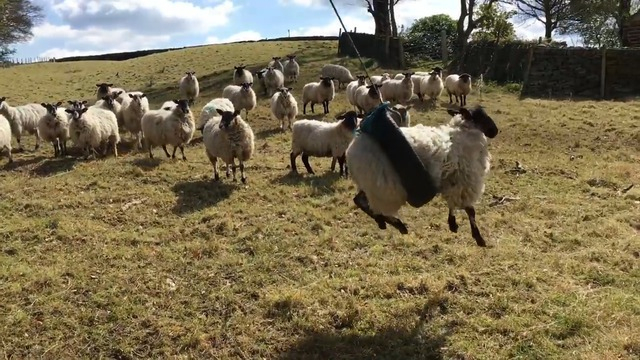 Un Mouton Fait De La Balançoire Dans Un Pneu intérieur Mouton Cri 