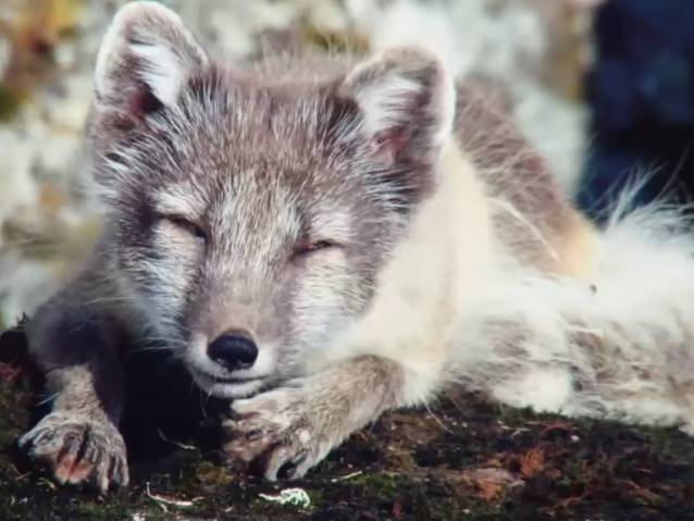 Une Famille De Renards Polaires En Islande Pendant L&amp;#039;Été concernant Famille Des Renards 