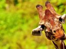 Une Girafe Prend En Chasse Une Jeep Remplie De Touristes concernant Girafe De Madagascar
