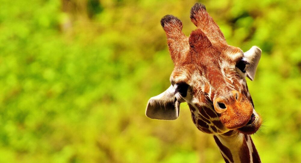 Une Girafe Prend En Chasse Une Jeep Remplie De Touristes concernant Girafe De Madagascar