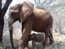 Une Maman Éléphant Rend Visite Au Refuge Qui L'A Sauvé dedans Anatomie Des Ã©Lephants