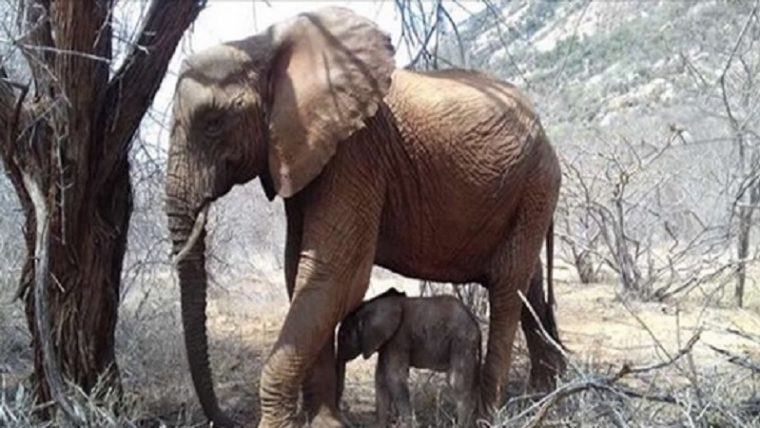 Une Maman Éléphant Rend Visite Au Refuge Qui L'A Sauvé dedans Anatomie Des Ã©Lephants