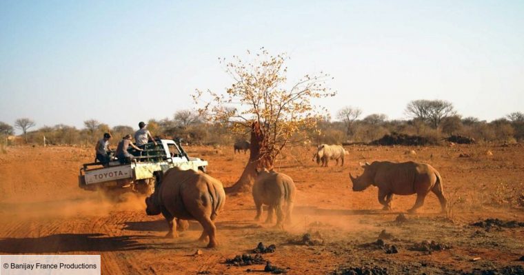 Une Saison Dans La Savane avec Images Savane