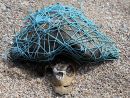 Une Tortue Morte Piégée Dans Un Filet De Pêche Alerte Sur destiné Animaux Dans La Mer