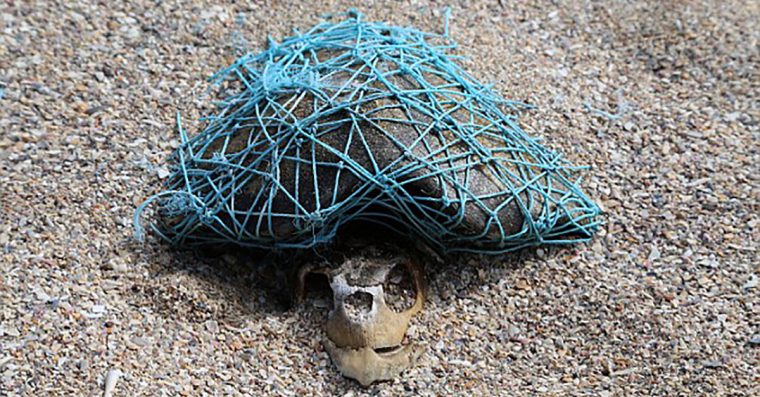 Une Tortue Morte Piégée Dans Un Filet De Pêche Alerte Sur destiné Animaux Dans La Mer