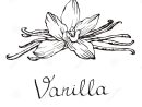 Vanilla Beautiful Flowers And Beans. Hand Drawn Sketches tout Dessin Vanille