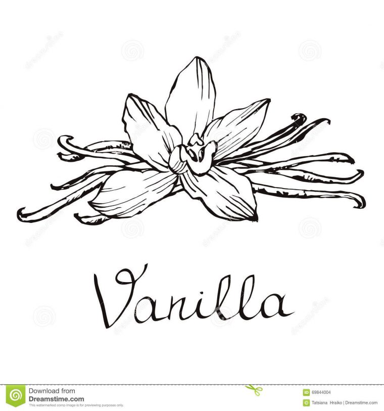 Vanilla Beautiful Flowers And Beans. Hand Drawn Sketches tout Dessin Vanille