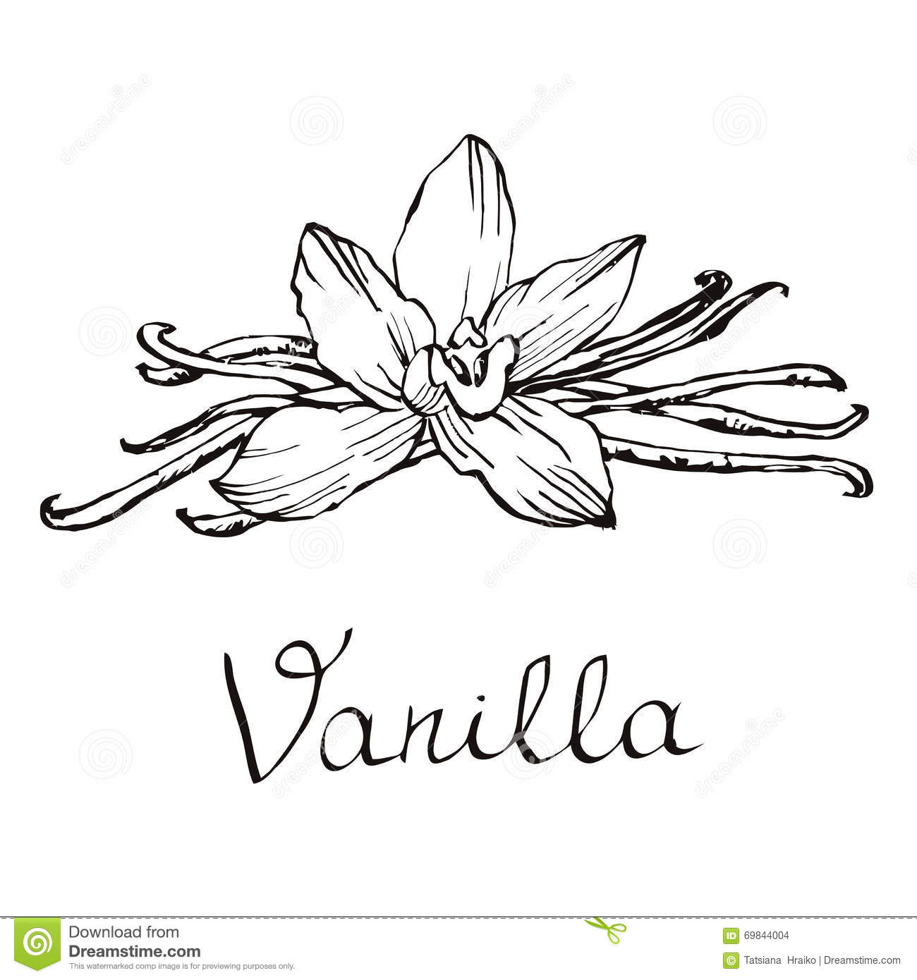 Vanilla Beautiful Flowers And Beans. Hand Drawn Sketches tout Dessin Vanille 