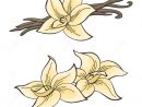 Vanilla Pod Flower Graphic Color Isolated Sketch à Dessin Vanille