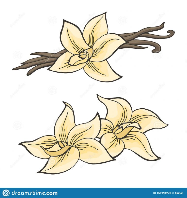 Vanilla Pod Flower Graphic Color Isolated Sketch à Dessin Vanille