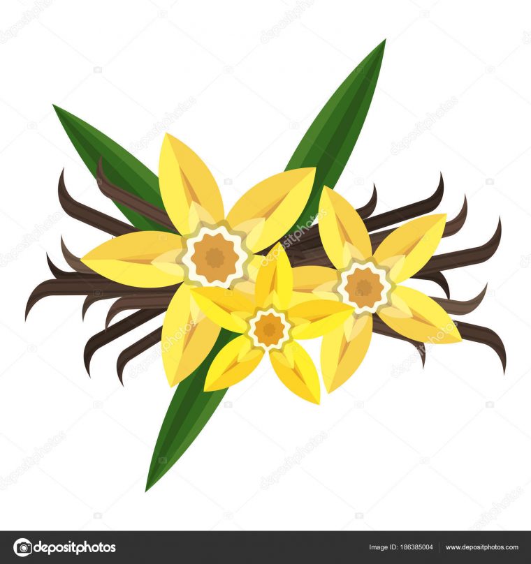 Vanille Fleur Plate Illustration — Image Vectorielle dedans Dessin Vanille