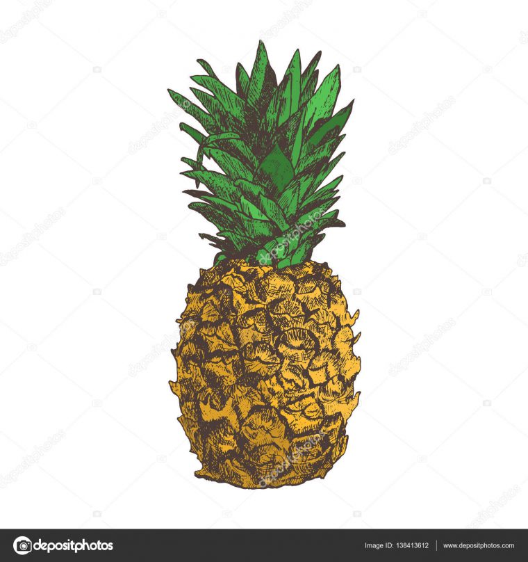 Vecteur Ananas Mûrs Rangées Sur Fond Blanc — Image destiné Dessin Ananas