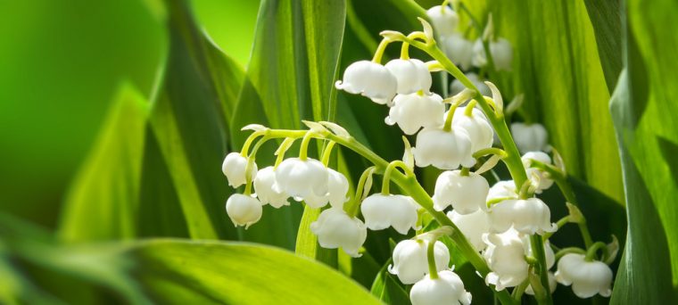 Vendre Du Muguet Le 1Er Mai : Quelles Sont Les Règles À destiné Images Gratuites Muguet 1Er Mai