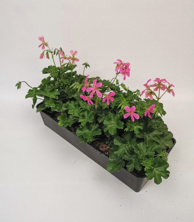 Vente Géranium Lierre À Fleurs Simples Par 10 Plants Pas serapportantà Lierre Fleur