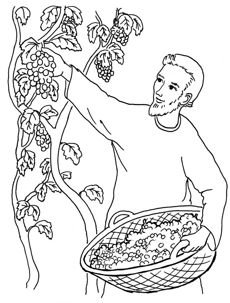 Vignes A Colorier – Coloriage Grappe De Raisin Vigne dedans Dessin Grappe De Raisin Et Feuille De Vigne