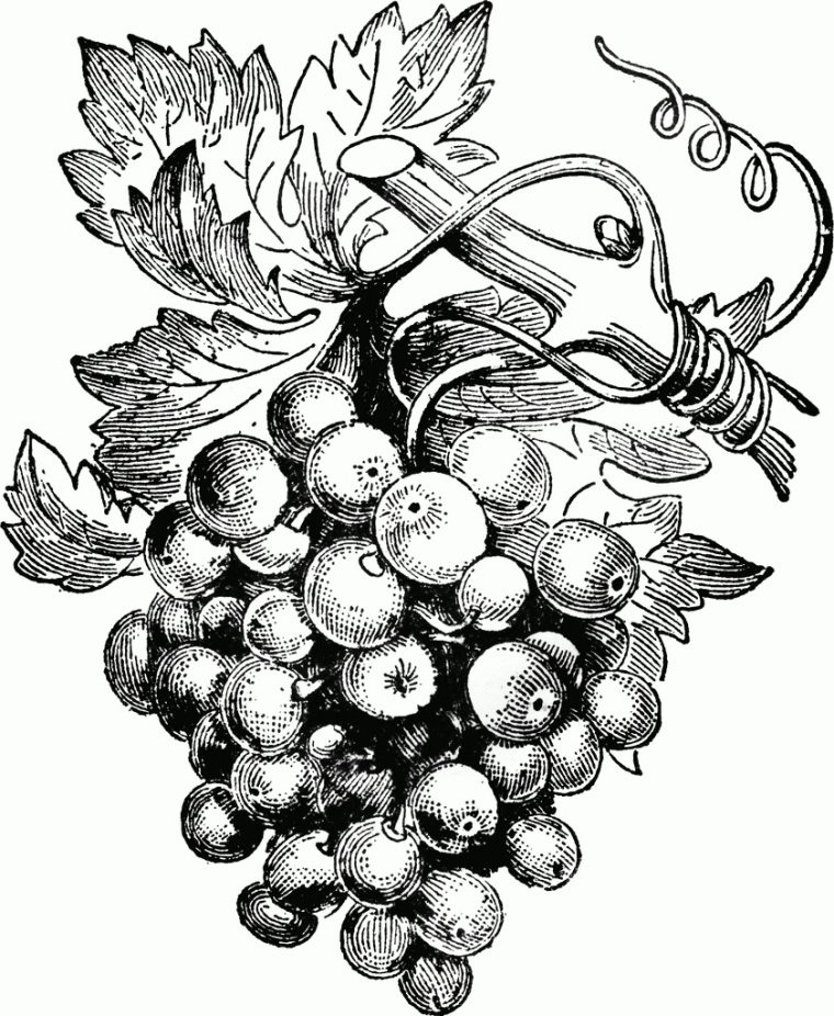 Vitis Vinifera  Clipart Etc  Grape Drawing, Vintage pour Raisin Dessin