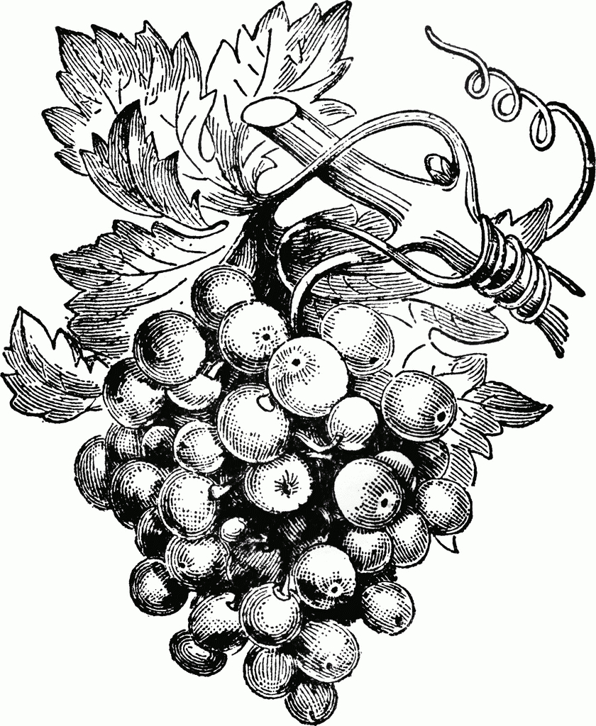 Vitis Vinifera  Clipart Etc  Grape Drawing, Vintage pour Raisin Dessin