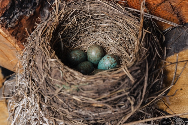 eier im vogelnest