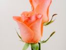 Vue Latérale Des Roses De Couleur Corail Isolé Sur Fond serapportantà Photos De Roses Gratuites
