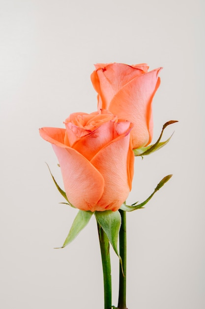 Vue Latérale Des Roses De Couleur Corail Isolé Sur Fond serapportantà Photos De Roses Gratuites 